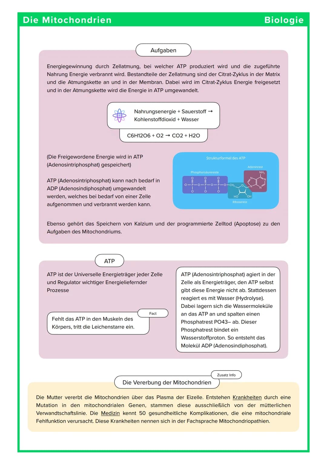 Die Mitochondrien
Aufbau
Die Mitochondrien
Sie sind Zellorganellen, die von einer
Doppelmembran umgeben sind. Diese
Membran gliedert sich in
