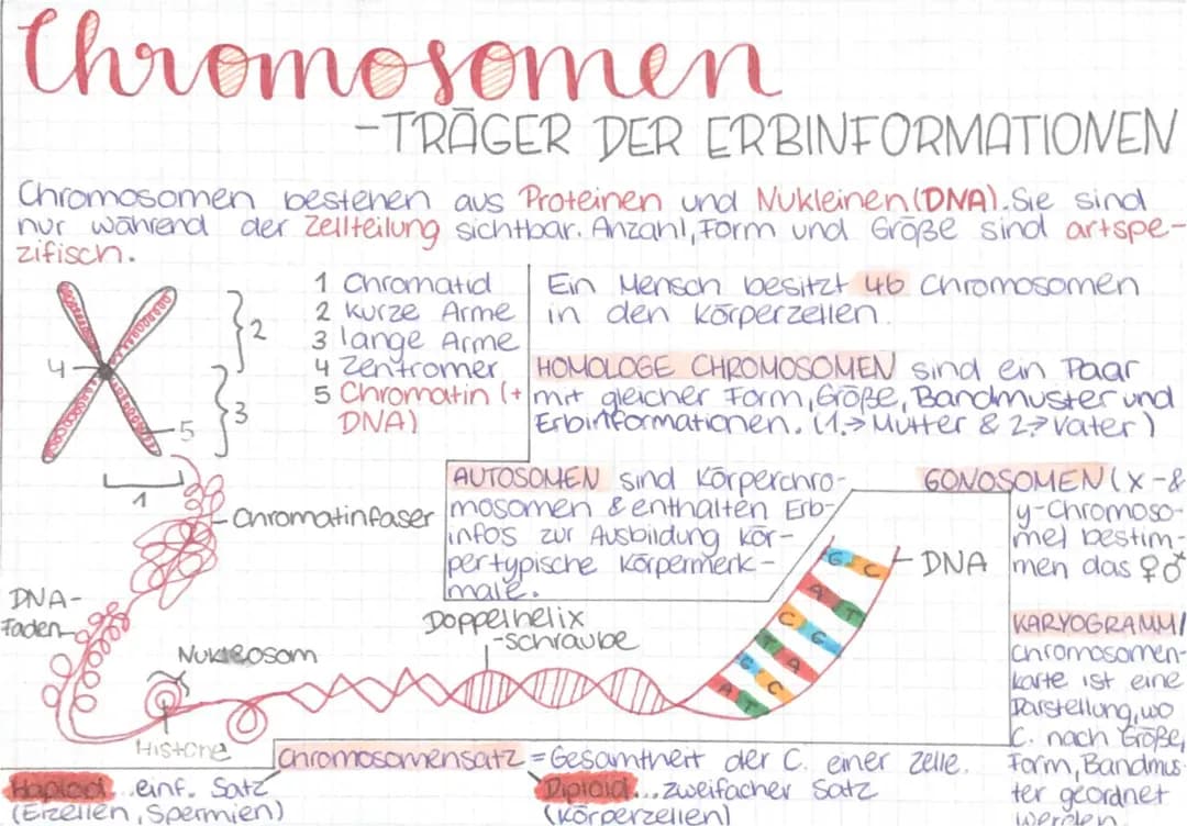 Chromosomen - Träger der Erbinformationen