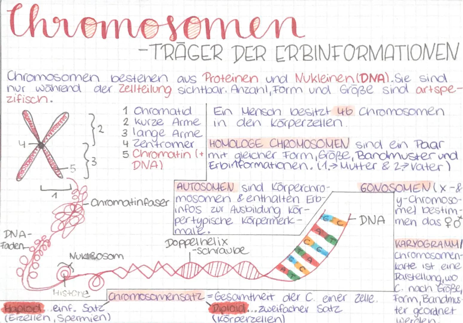 Chromosomen
-TRAGER DER ERBINFORMATIONEN
Chromosomen bestehen aus Proteinen und Nukleinen (DNA). Sie sind
nur während der Zellteilung sichtb