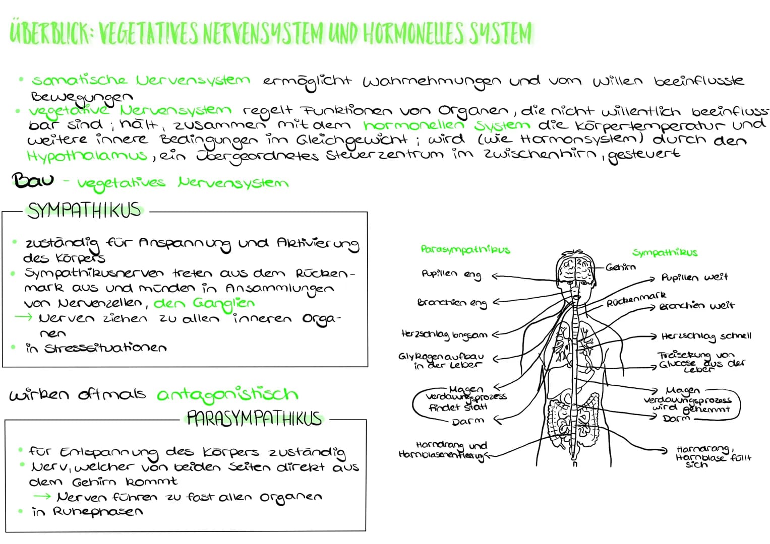 ÜBERBLICK: VEGETATIVES NERVENSYSTEM UND HORMONELLES SYSTEM
somatische Nervensystem ermöglicht wahrnehmungen und von willen beeinflusste
Bewe