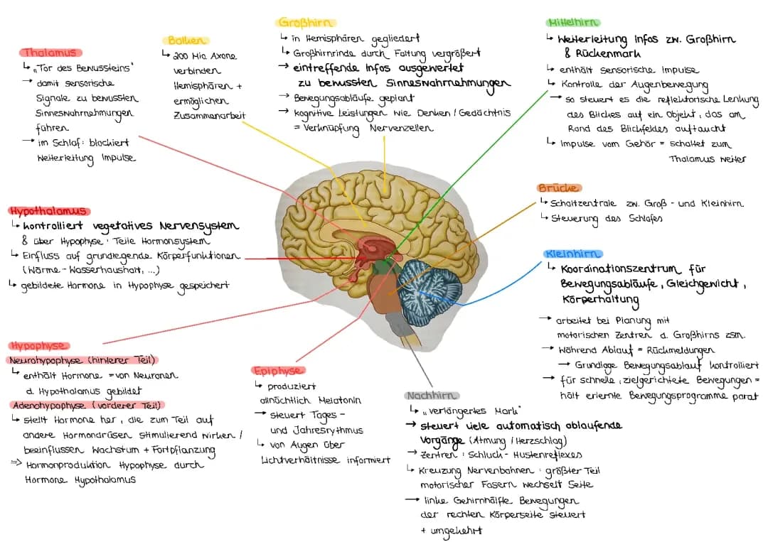Wie funktioniert der Thalamus, die Hypophyse und das Kleinhirn im Körper?