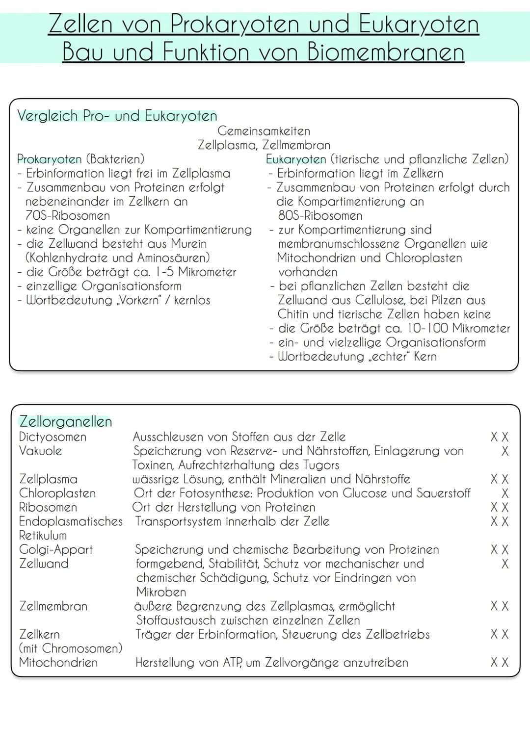 Zellen von Prokaryoten und Eukaryoten
Bau und Funktion von Biomembranen
Vergleich Pro- und Eukaryoten
Prokaryoten (Bakterien)
Erbinformation