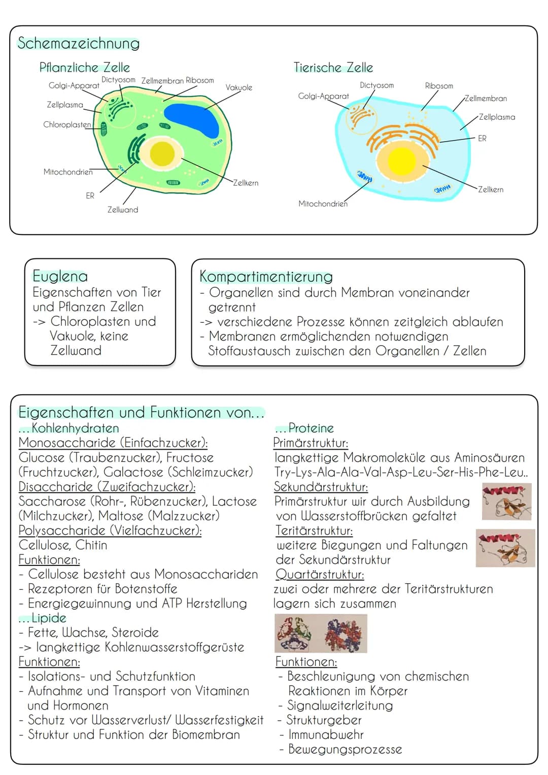Zellen von Prokaryoten und Eukaryoten
Bau und Funktion von Biomembranen
Vergleich Pro- und Eukaryoten
Prokaryoten (Bakterien)
Erbinformation
