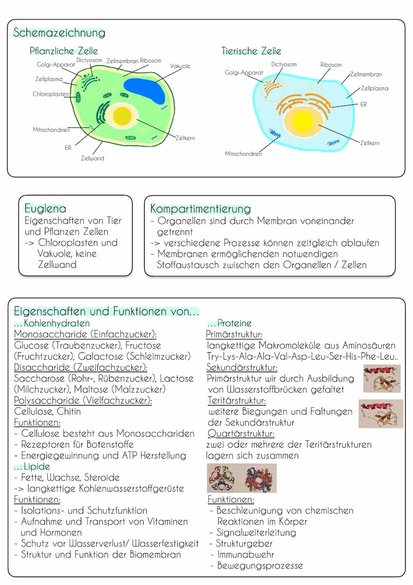 Zellen von Prokaryoten und Eukaryoten
Bau und Funktion von Biomembranen
Vergleich Pro- und Eukaryoten
Prokaryoten (Bakterien)
Erbinformation