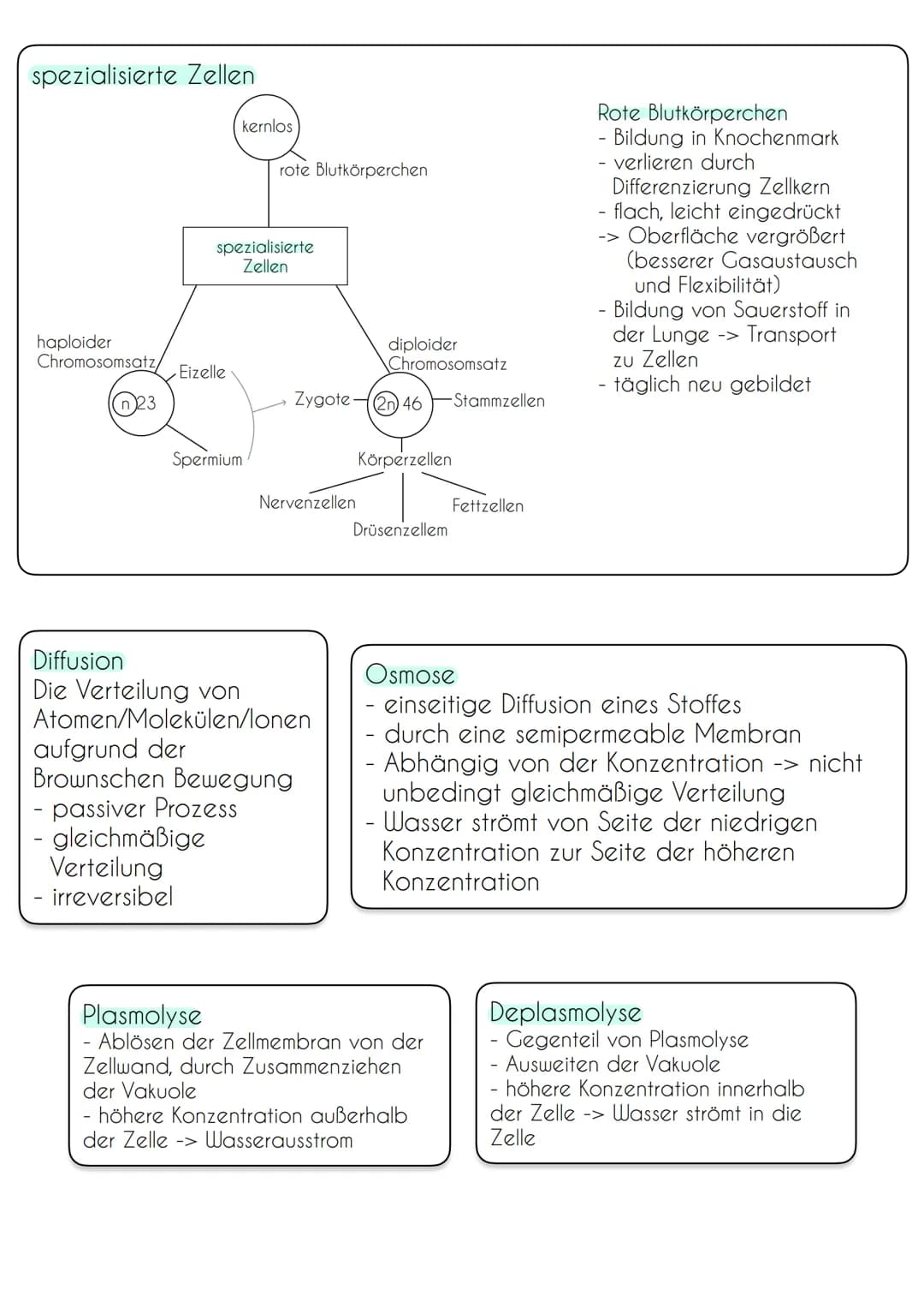 Zellen von Prokaryoten und Eukaryoten
Bau und Funktion von Biomembranen
Vergleich Pro- und Eukaryoten
Prokaryoten (Bakterien)
Erbinformation