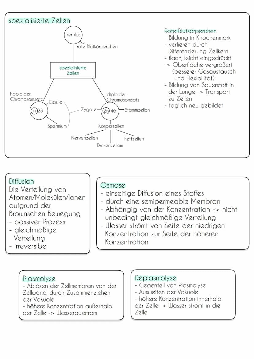 Zellen von Prokaryoten und Eukaryoten
Bau und Funktion von Biomembranen
Vergleich Pro- und Eukaryoten
Prokaryoten (Bakterien)
Erbinformation