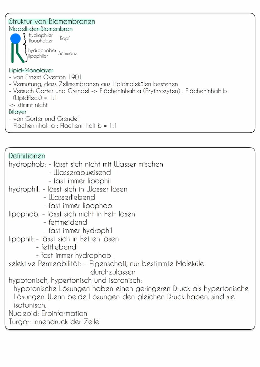 Zellen von Prokaryoten und Eukaryoten
Bau und Funktion von Biomembranen
Vergleich Pro- und Eukaryoten
Prokaryoten (Bakterien)
Erbinformation