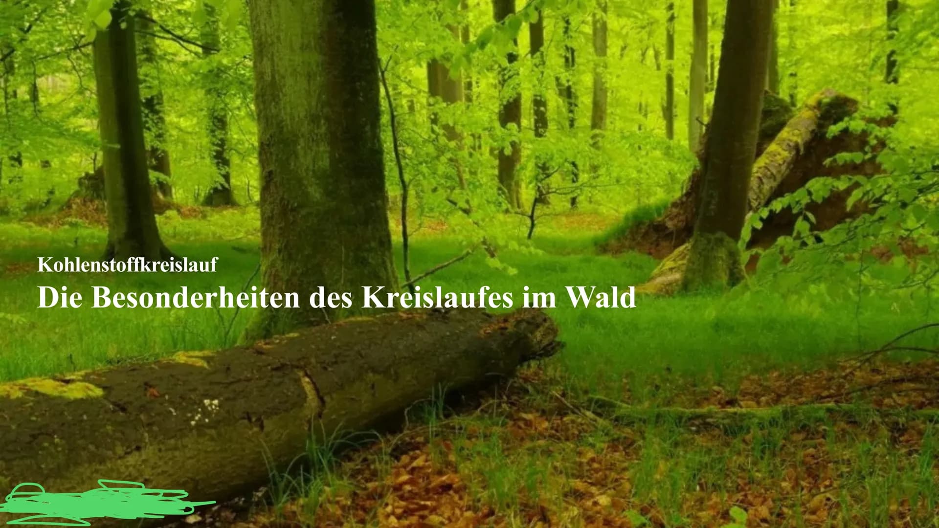 Kohlenstoffkreislauf
Die Besonderheiten des Kreislaufes im Wald Kohlenstoffkreislauf Definition
Der Kohlenstoffkreislauf, auch Kohlenstoffzy