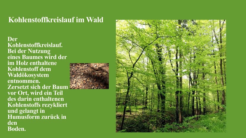 Kohlenstoffkreislauf
Die Besonderheiten des Kreislaufes im Wald Kohlenstoffkreislauf Definition
Der Kohlenstoffkreislauf, auch Kohlenstoffzy