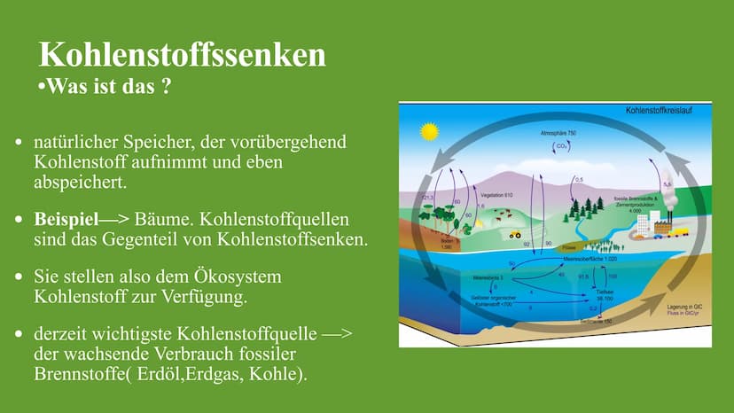 Kohlenstoffkreislauf
Die Besonderheiten des Kreislaufes im Wald Kohlenstoffkreislauf Definition
Der Kohlenstoffkreislauf, auch Kohlenstoffzy