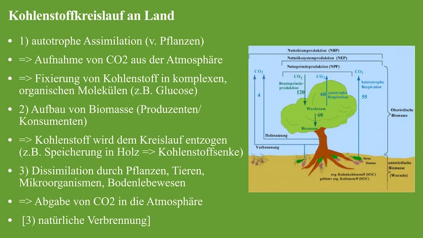 Kohlenstoffkreislauf
Die Besonderheiten des Kreislaufes im Wald Kohlenstoffkreislauf Definition
Der Kohlenstoffkreislauf, auch Kohlenstoffzy