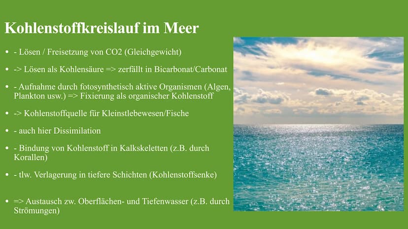Kohlenstoffkreislauf
Die Besonderheiten des Kreislaufes im Wald Kohlenstoffkreislauf Definition
Der Kohlenstoffkreislauf, auch Kohlenstoffzy