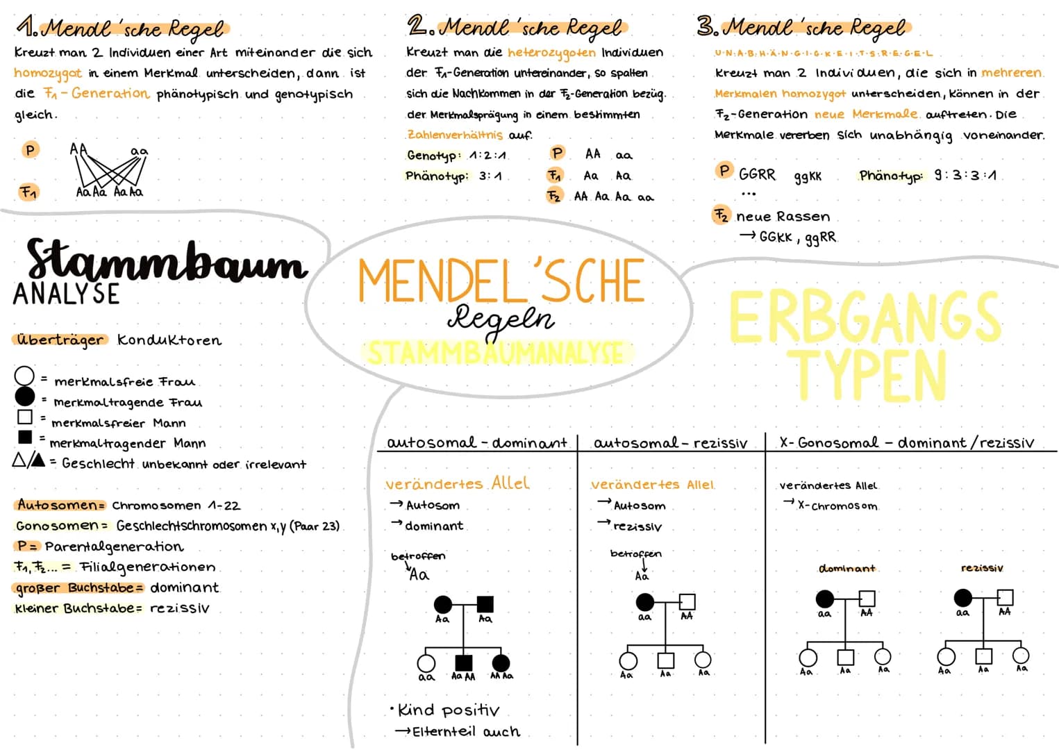 1. Mende 'sche Regel
Kreuzt man 2 Individuen einer Art miteinander die sich
homozygot in einem Merkmal unterscheiden, dann ist
die F₁-Genera