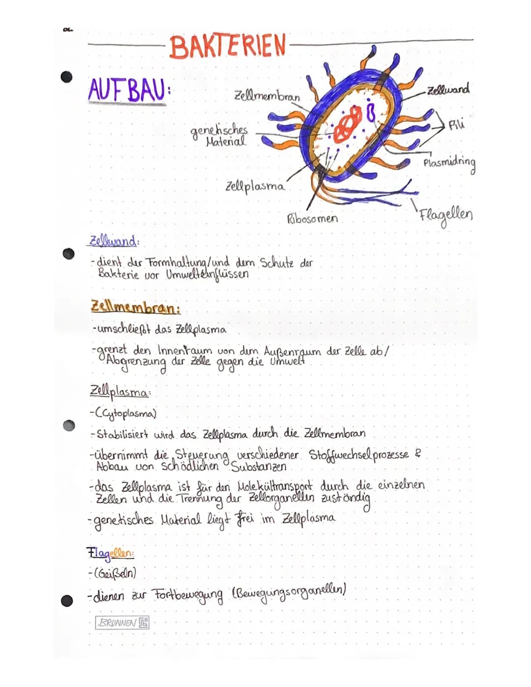 VERMEHRUNG
• trifft ein Virus auf eine Zelle & passen die Hüll proteine des Virus
genau zum Rezeptor der Körperzelle kann das Virus an diese