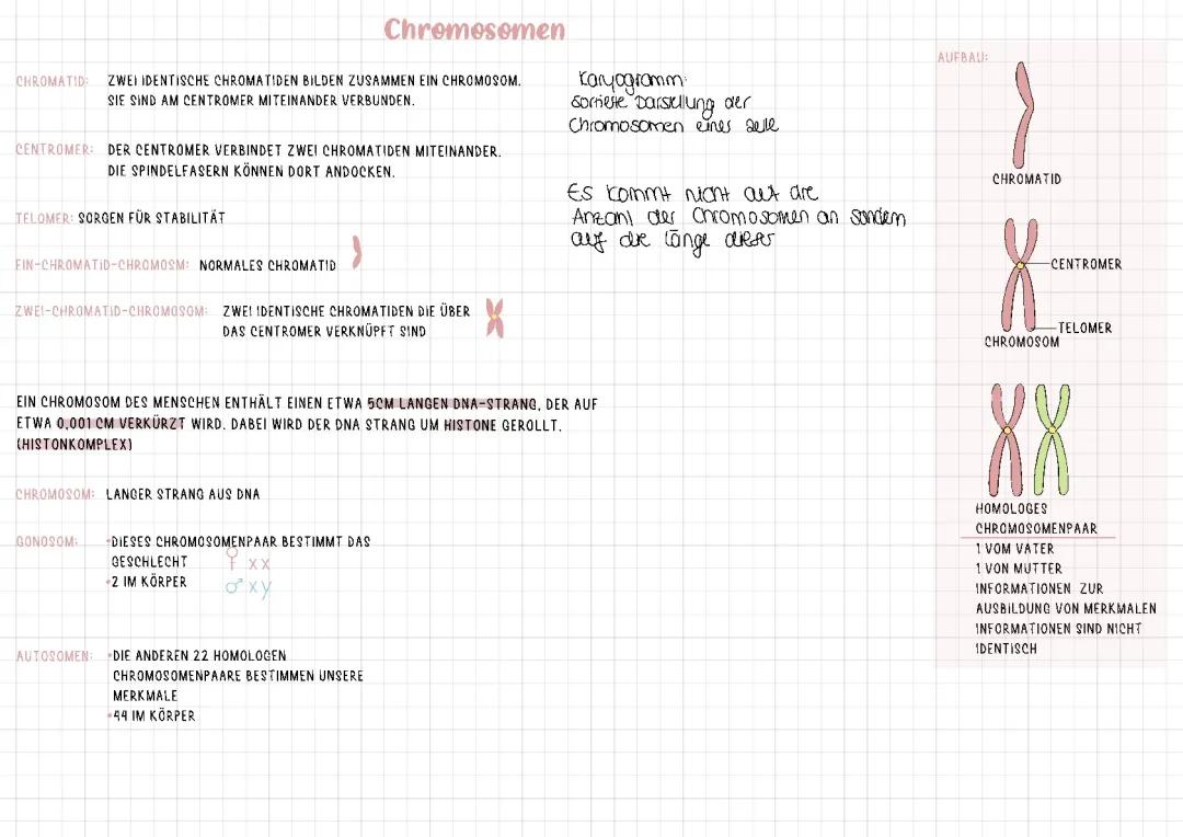 Entdecke den Aufbau eines Chromosoms: Arbeitsblatt und Lösungen für Mitose und Meiose