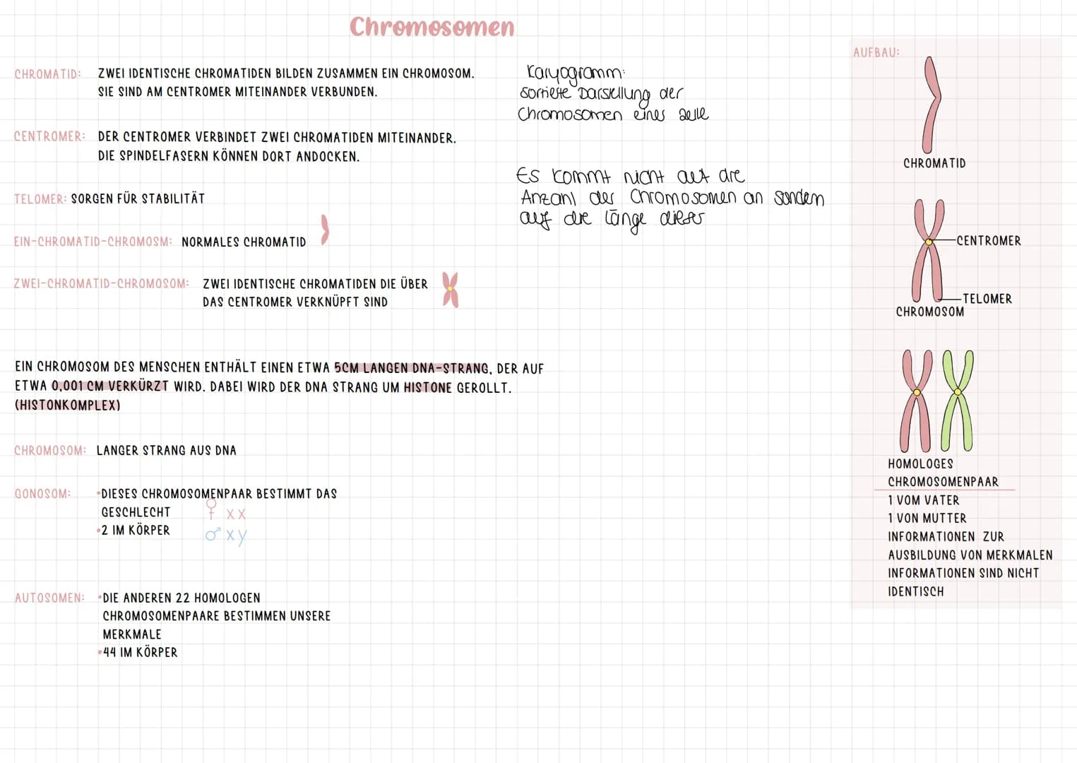 INTRACHCHROMOSALE REKOMBINATION
DIPLOIDE ZELLE:
23 CHROMOSOMENPAARE
2 CHROMOSOMENSÄTZE
MAMA
PAPA
X
X
ID
BIS AUF DIE GESCHLECHTSCHROMOSOMEN
E