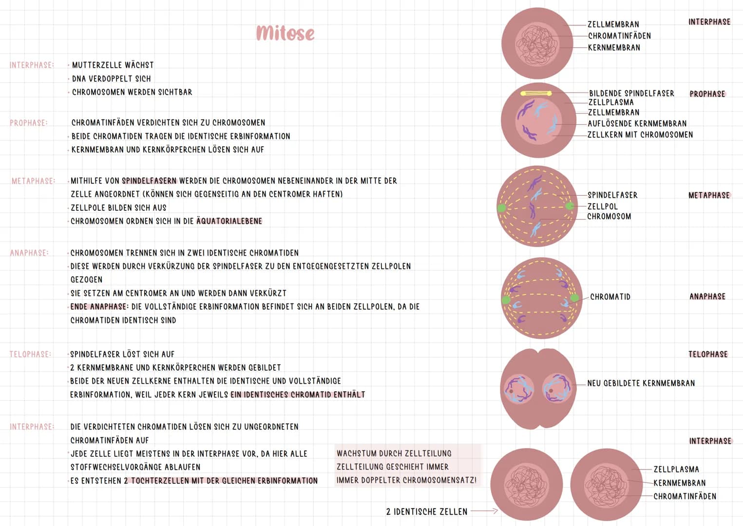 INTRACHCHROMOSALE REKOMBINATION
DIPLOIDE ZELLE:
23 CHROMOSOMENPAARE
2 CHROMOSOMENSÄTZE
MAMA
PAPA
X
X
ID
BIS AUF DIE GESCHLECHTSCHROMOSOMEN
E