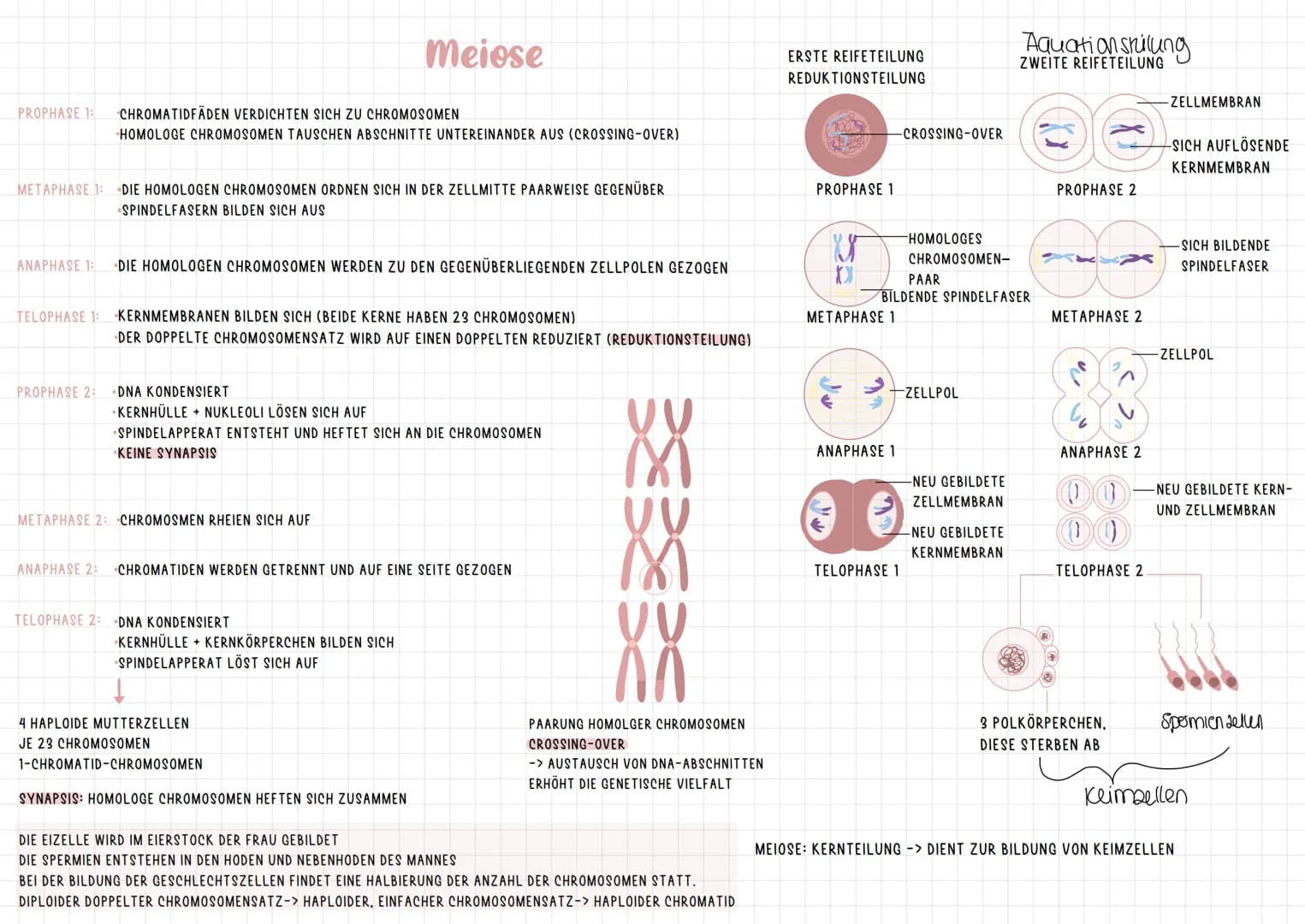 INTRACHCHROMOSALE REKOMBINATION
DIPLOIDE ZELLE:
23 CHROMOSOMENPAARE
2 CHROMOSOMENSÄTZE
MAMA
PAPA
X
X
ID
BIS AUF DIE GESCHLECHTSCHROMOSOMEN
E