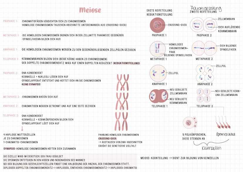 INTRACHCHROMOSALE REKOMBINATION
DIPLOIDE ZELLE:
23 CHROMOSOMENPAARE
2 CHROMOSOMENSÄTZE
MAMA
PAPA
X
X
ID
BIS AUF DIE GESCHLECHTSCHROMOSOMEN
E