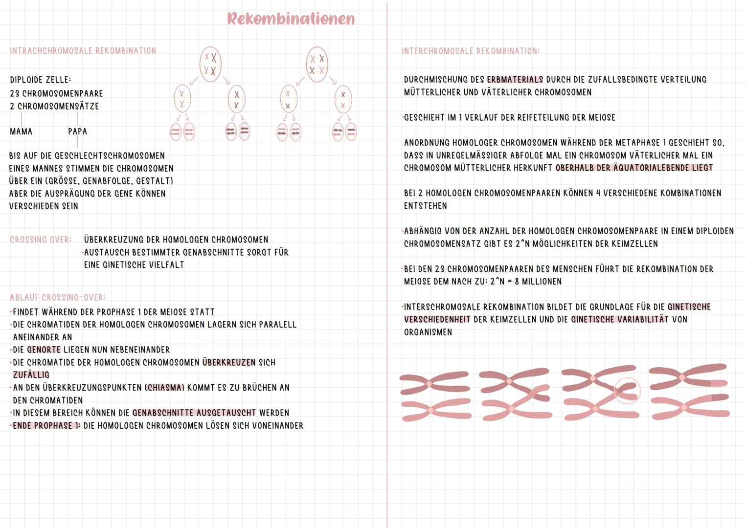 INTRACHCHROMOSALE REKOMBINATION
DIPLOIDE ZELLE:
23 CHROMOSOMENPAARE
2 CHROMOSOMENSÄTZE
MAMA
PAPA
X
X
ID
BIS AUF DIE GESCHLECHTSCHROMOSOMEN
E