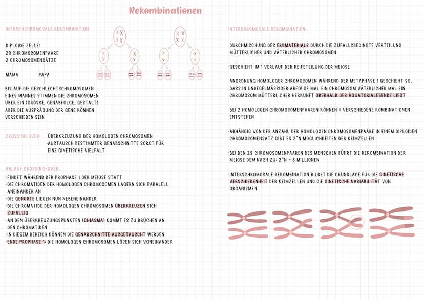 INTRACHCHROMOSALE REKOMBINATION
DIPLOIDE ZELLE:
23 CHROMOSOMENPAARE
2 CHROMOSOMENSÄTZE
MAMA
PAPA
X
X
ID
BIS AUF DIE GESCHLECHTSCHROMOSOMEN
E