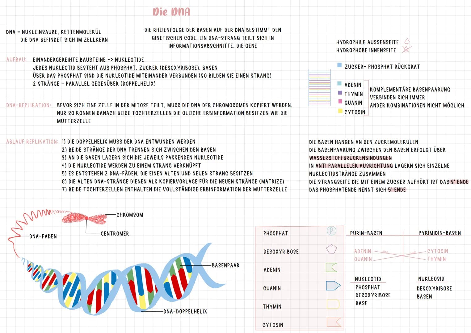 INTRACHCHROMOSALE REKOMBINATION
DIPLOIDE ZELLE:
23 CHROMOSOMENPAARE
2 CHROMOSOMENSÄTZE
MAMA
PAPA
X
X
ID
BIS AUF DIE GESCHLECHTSCHROMOSOMEN
E