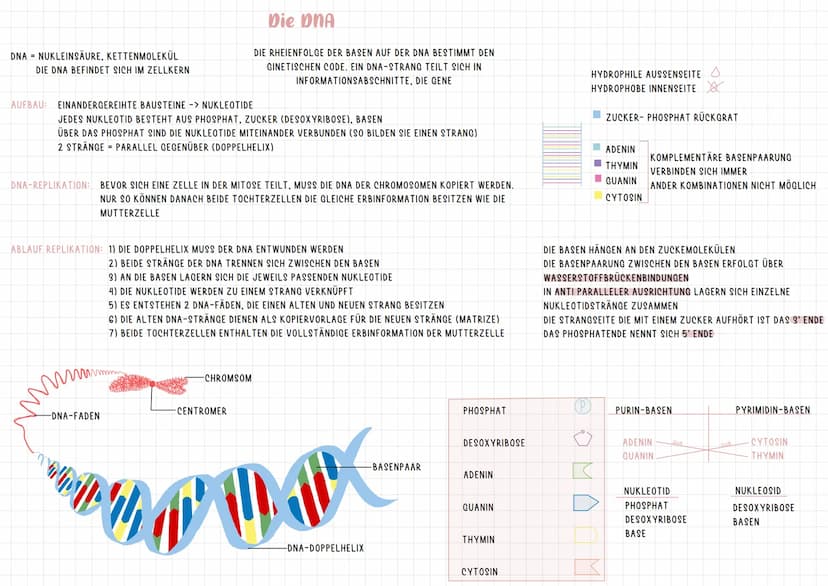 INTRACHCHROMOSALE REKOMBINATION
DIPLOIDE ZELLE:
23 CHROMOSOMENPAARE
2 CHROMOSOMENSÄTZE
MAMA
PAPA
X
X
ID
BIS AUF DIE GESCHLECHTSCHROMOSOMEN
E