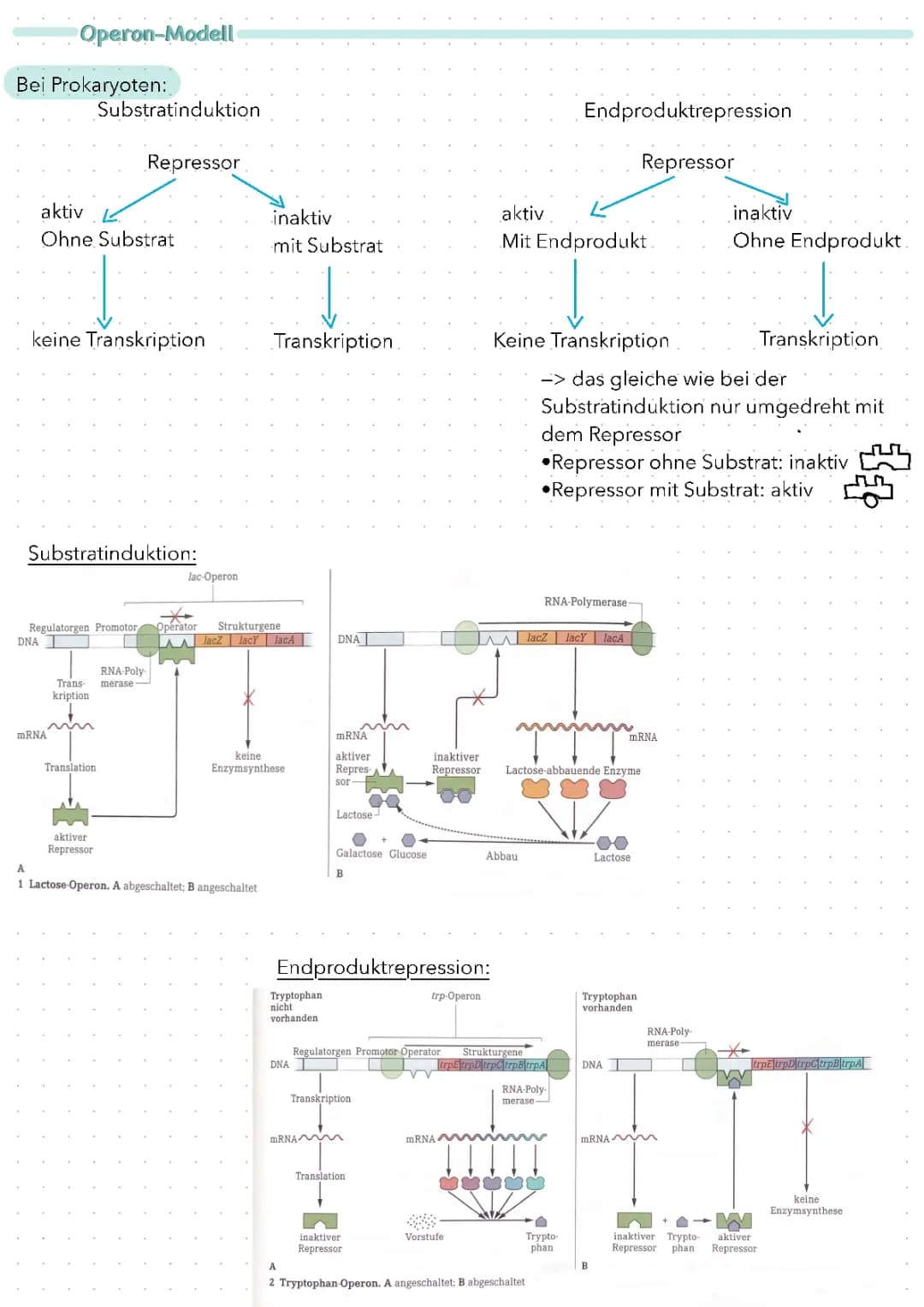 Operon Modell (Substratinduktion und Endproduktrepression)