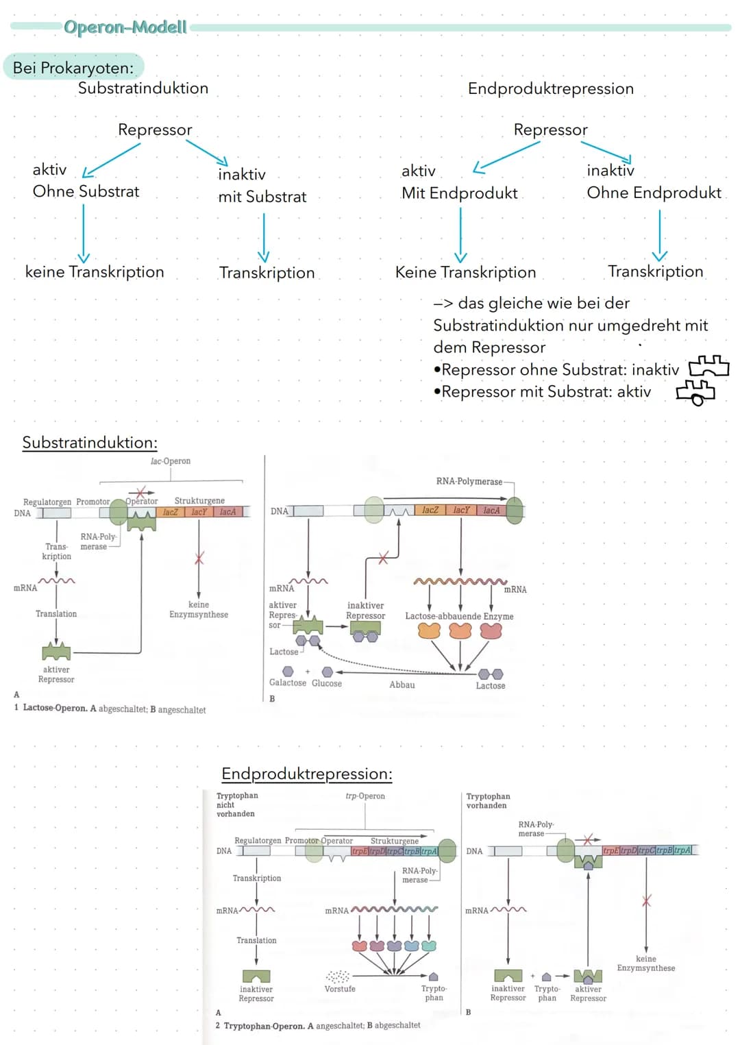 Bei Prokaryoten:
Operon-Modell
DNA
aktiv
Ohne Substrat
keine Transkription
Substratinduktion
Substratinduktion:
mRNA
Repressor
Translation
R