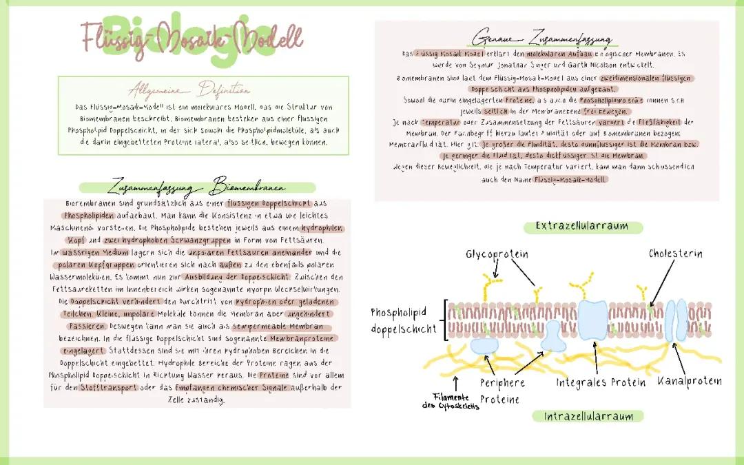 Flüssig-Mosaik-Modell Biomembranen