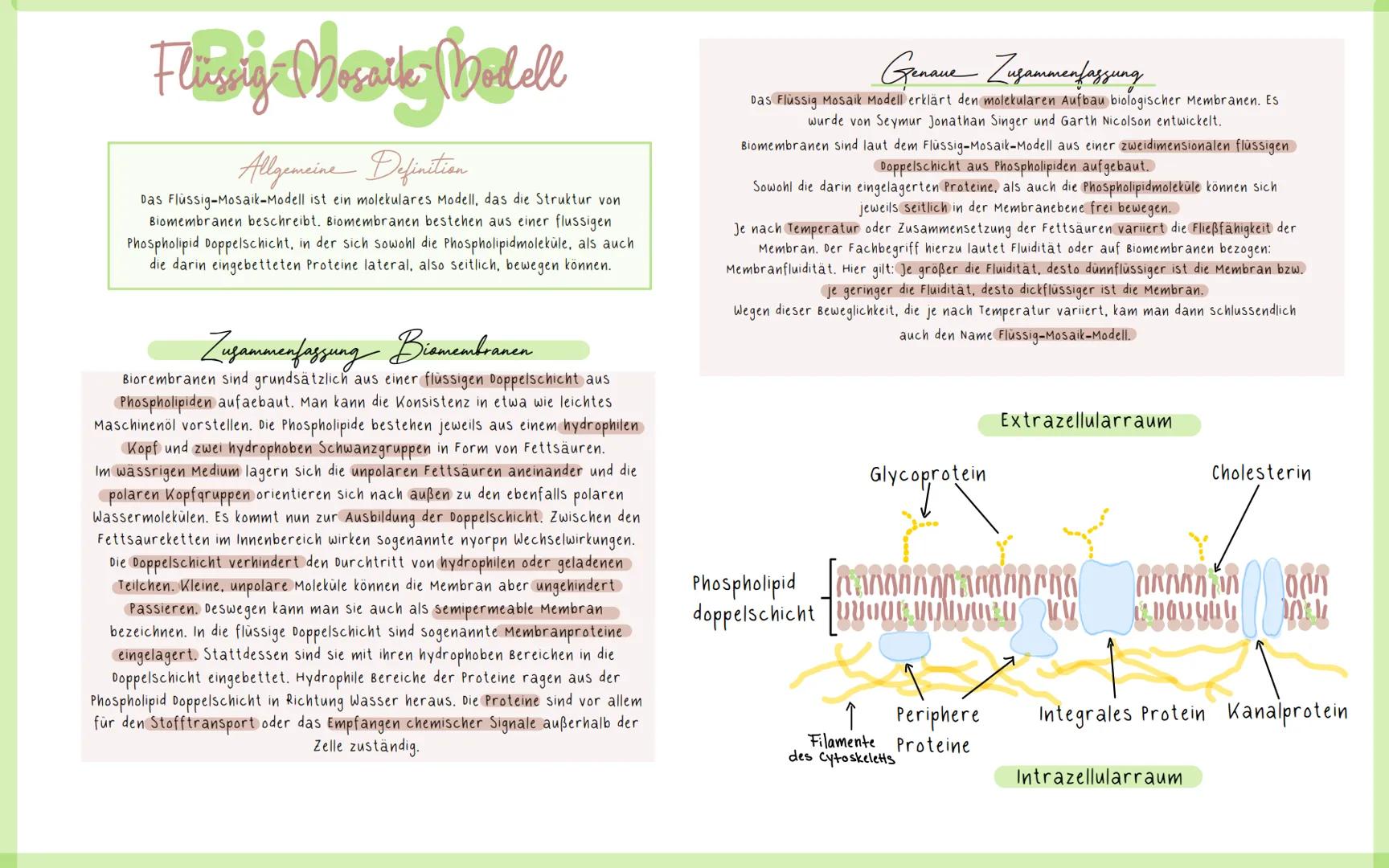 Fling Mauty Bodell
Allgemeine Definition
Das Flüssig-Mosaik-Modell ist ein molekulares Modell, das die Struktur von
Biomembranen beschreibt.