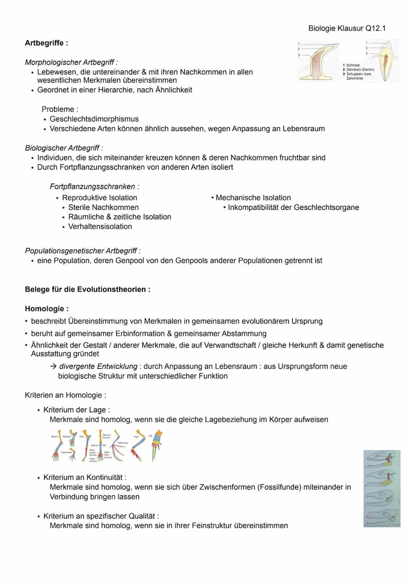 Evolutionstheorien
Darwin (Selektionstheorie):
passiver Artenwandel durch Selektion
Grundsätze :
Variabilität: Individuen einer Art zeigen i