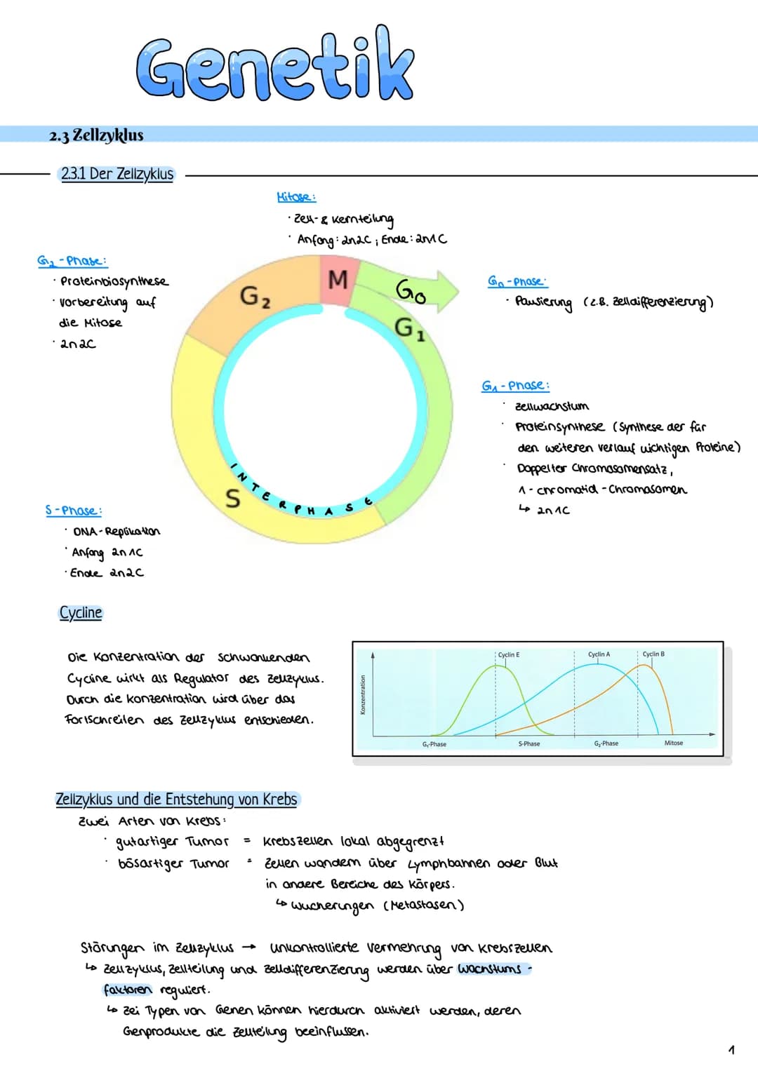 2.3 Zellzyklus
2.3.1 Der Zellzyklus
G₂-Phase:
Genetik
Proteinbiosynthese
• Vorbereitung auf
die Mitose
• 202c
S-Phase:
ONA-Replikation
Anfan