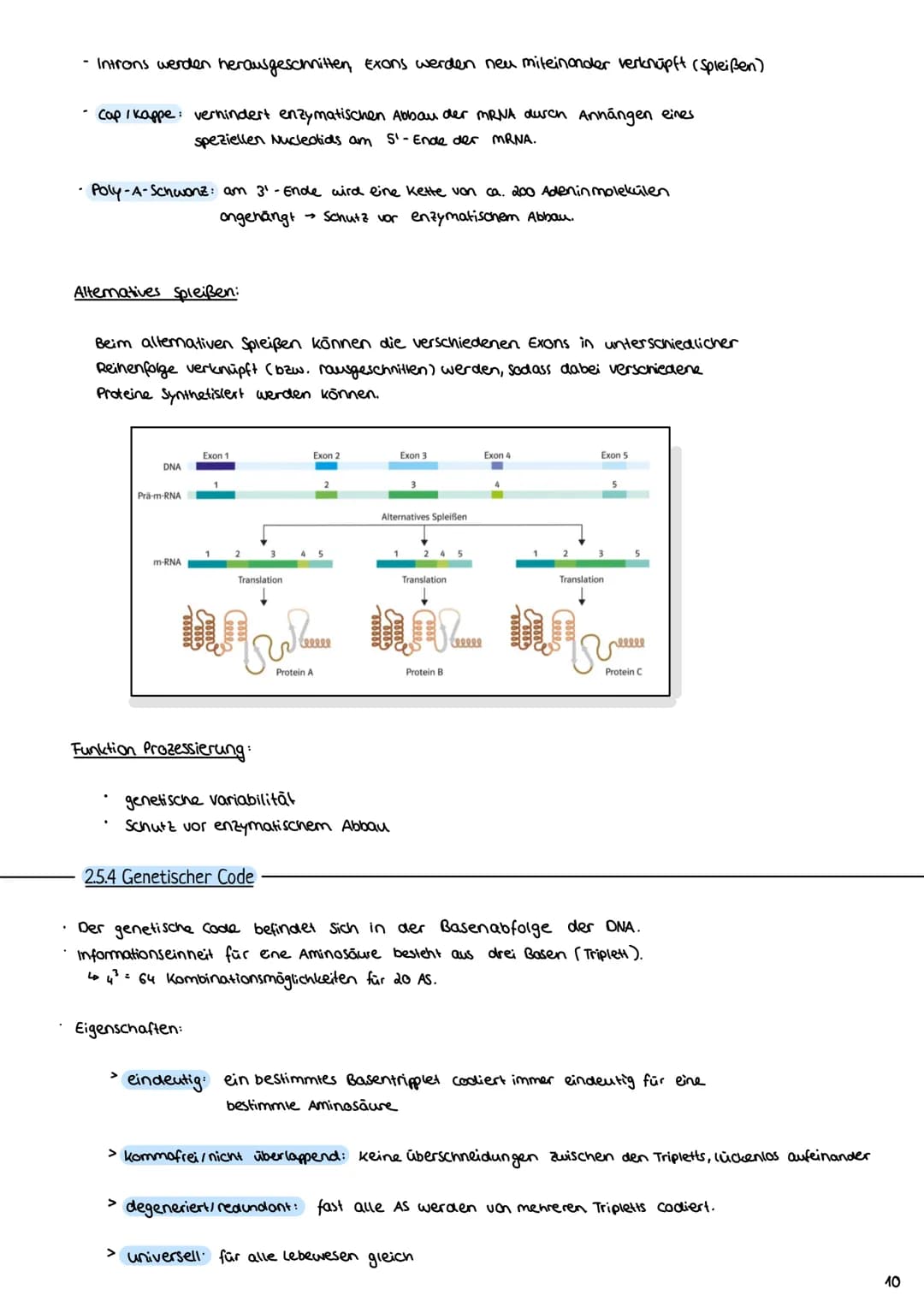 2.3 Zellzyklus
2.3.1 Der Zellzyklus
G₂-Phase:
Genetik
Proteinbiosynthese
• Vorbereitung auf
die Mitose
• 202c
S-Phase:
ONA-Replikation
Anfan