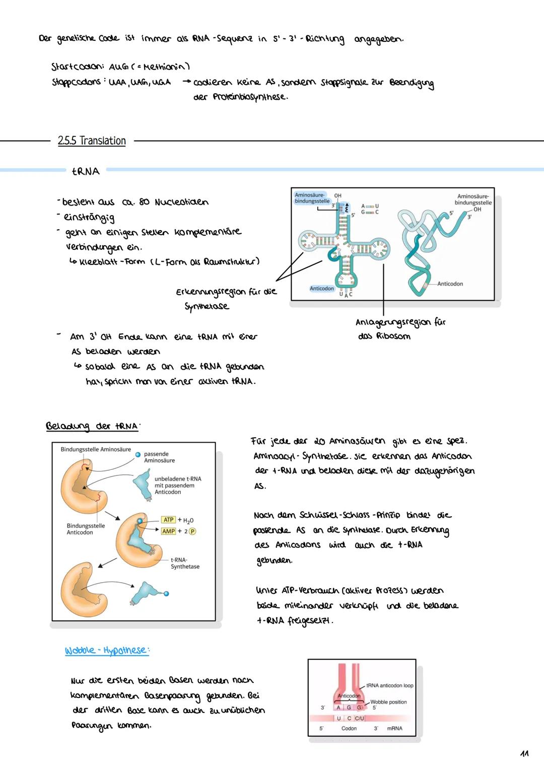 2.3 Zellzyklus
2.3.1 Der Zellzyklus
G₂-Phase:
Genetik
Proteinbiosynthese
• Vorbereitung auf
die Mitose
• 202c
S-Phase:
ONA-Replikation
Anfan