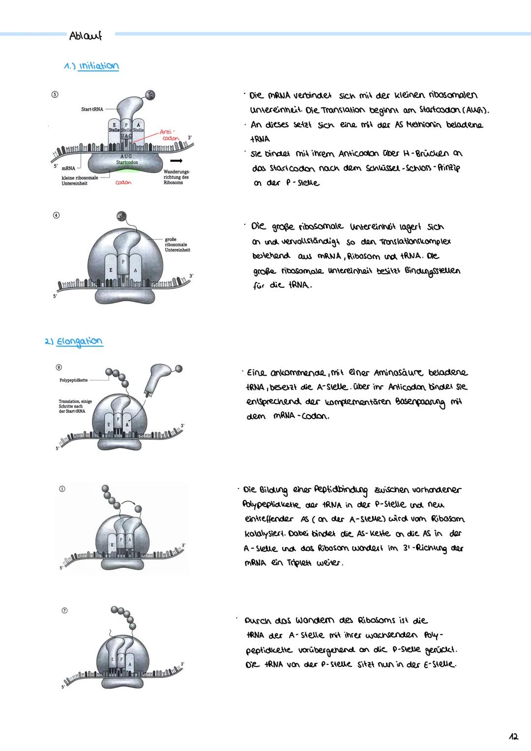 2.3 Zellzyklus
2.3.1 Der Zellzyklus
G₂-Phase:
Genetik
Proteinbiosynthese
• Vorbereitung auf
die Mitose
• 202c
S-Phase:
ONA-Replikation
Anfan