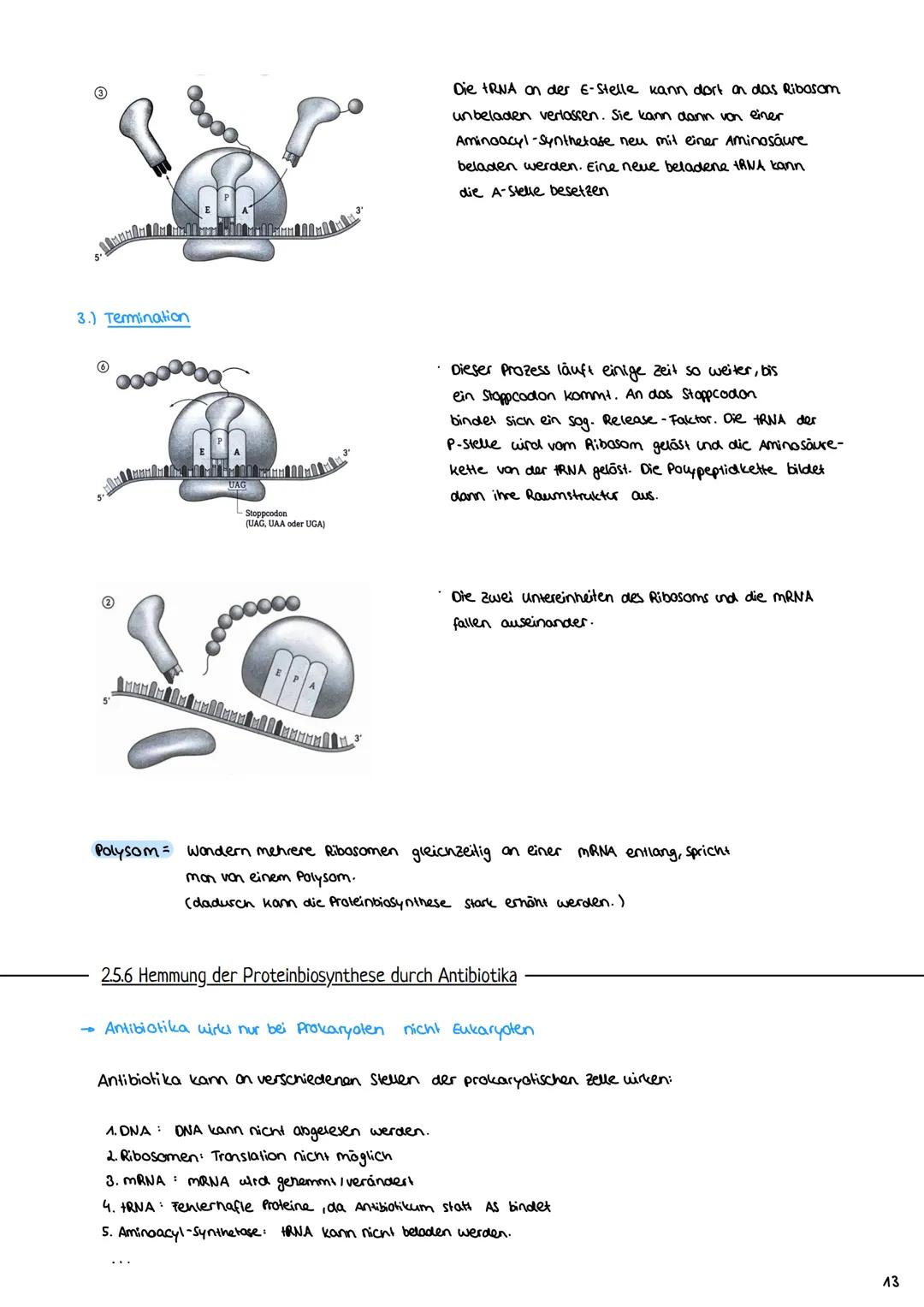 2.3 Zellzyklus
2.3.1 Der Zellzyklus
G₂-Phase:
Genetik
Proteinbiosynthese
• Vorbereitung auf
die Mitose
• 202c
S-Phase:
ONA-Replikation
Anfan