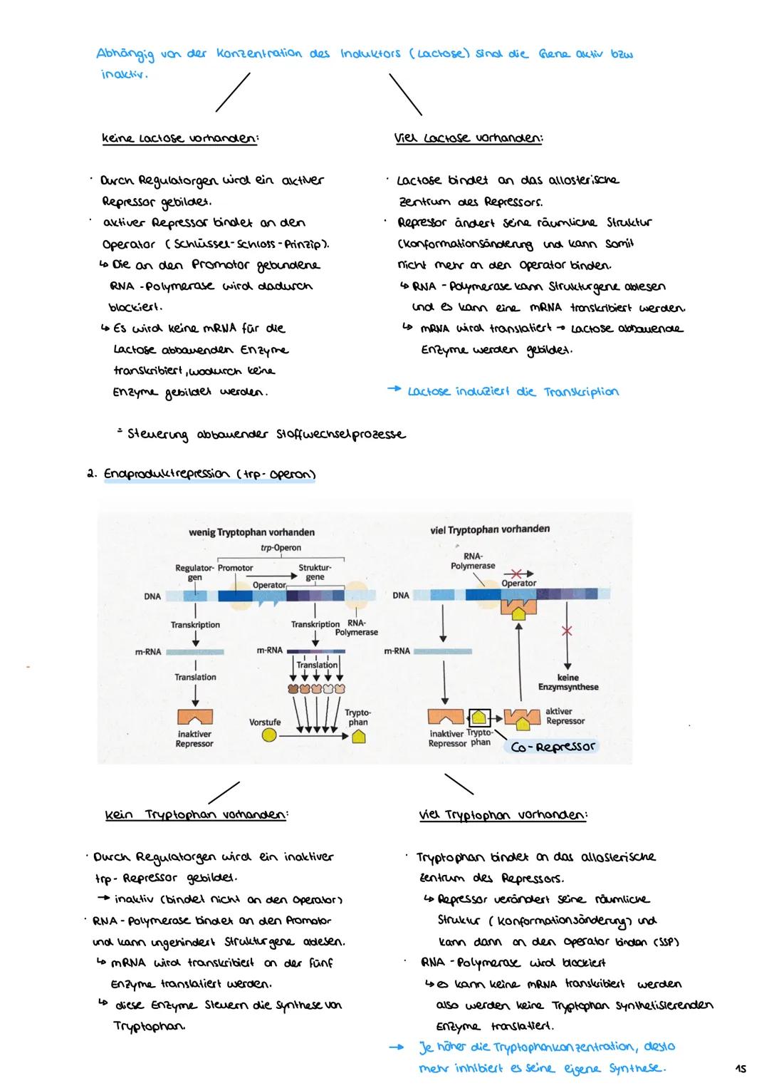 2.3 Zellzyklus
2.3.1 Der Zellzyklus
G₂-Phase:
Genetik
Proteinbiosynthese
• Vorbereitung auf
die Mitose
• 202c
S-Phase:
ONA-Replikation
Anfan