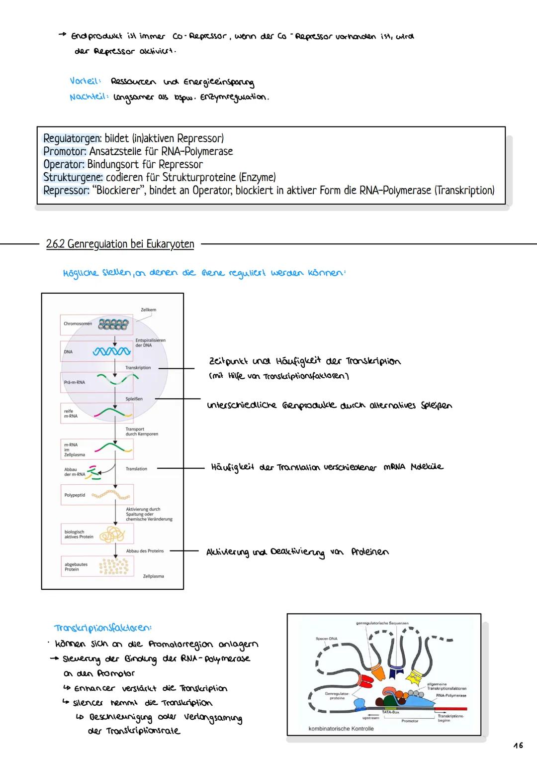 2.3 Zellzyklus
2.3.1 Der Zellzyklus
G₂-Phase:
Genetik
Proteinbiosynthese
• Vorbereitung auf
die Mitose
• 202c
S-Phase:
ONA-Replikation
Anfan