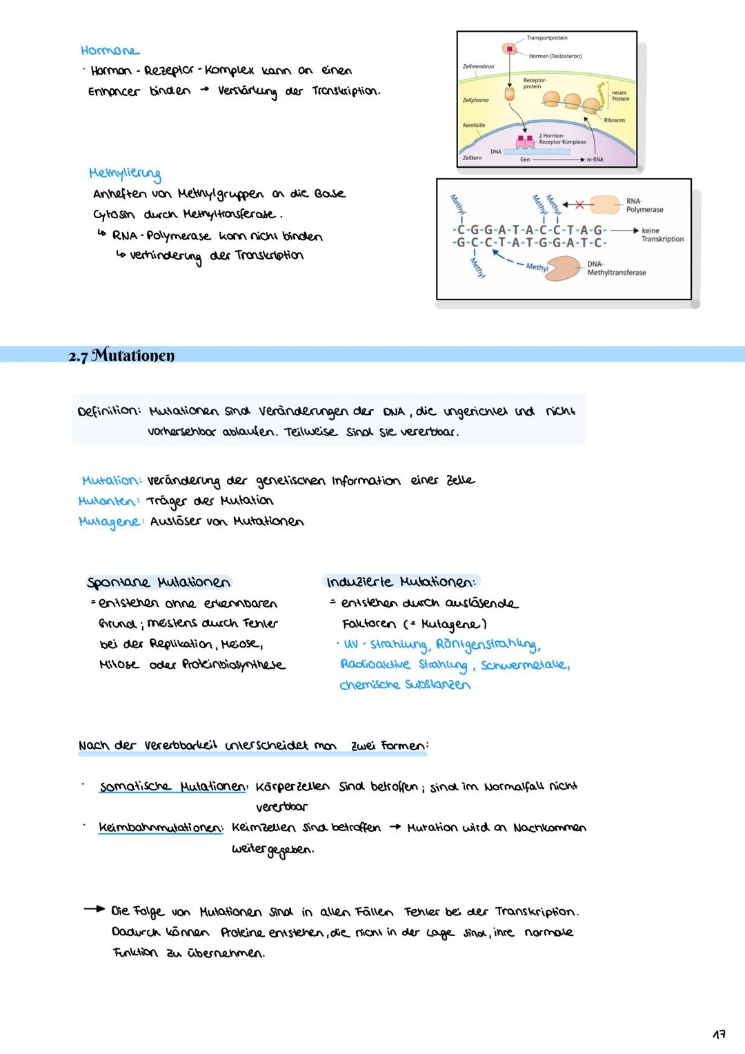 2.3 Zellzyklus
2.3.1 Der Zellzyklus
G₂-Phase:
Genetik
Proteinbiosynthese
• Vorbereitung auf
die Mitose
• 202c
S-Phase:
ONA-Replikation
Anfan