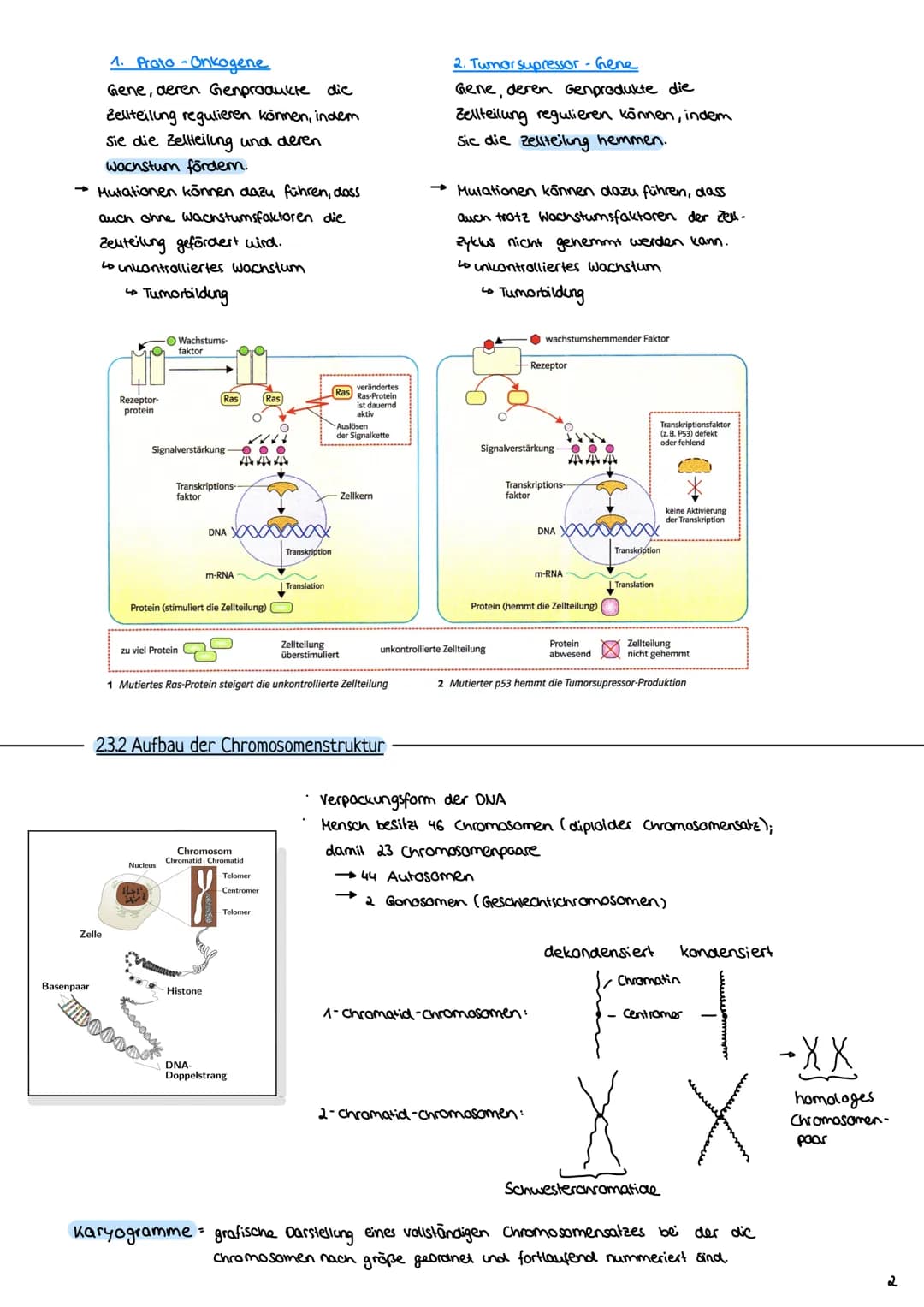 2.3 Zellzyklus
2.3.1 Der Zellzyklus
G₂-Phase:
Genetik
Proteinbiosynthese
• Vorbereitung auf
die Mitose
• 202c
S-Phase:
ONA-Replikation
Anfan