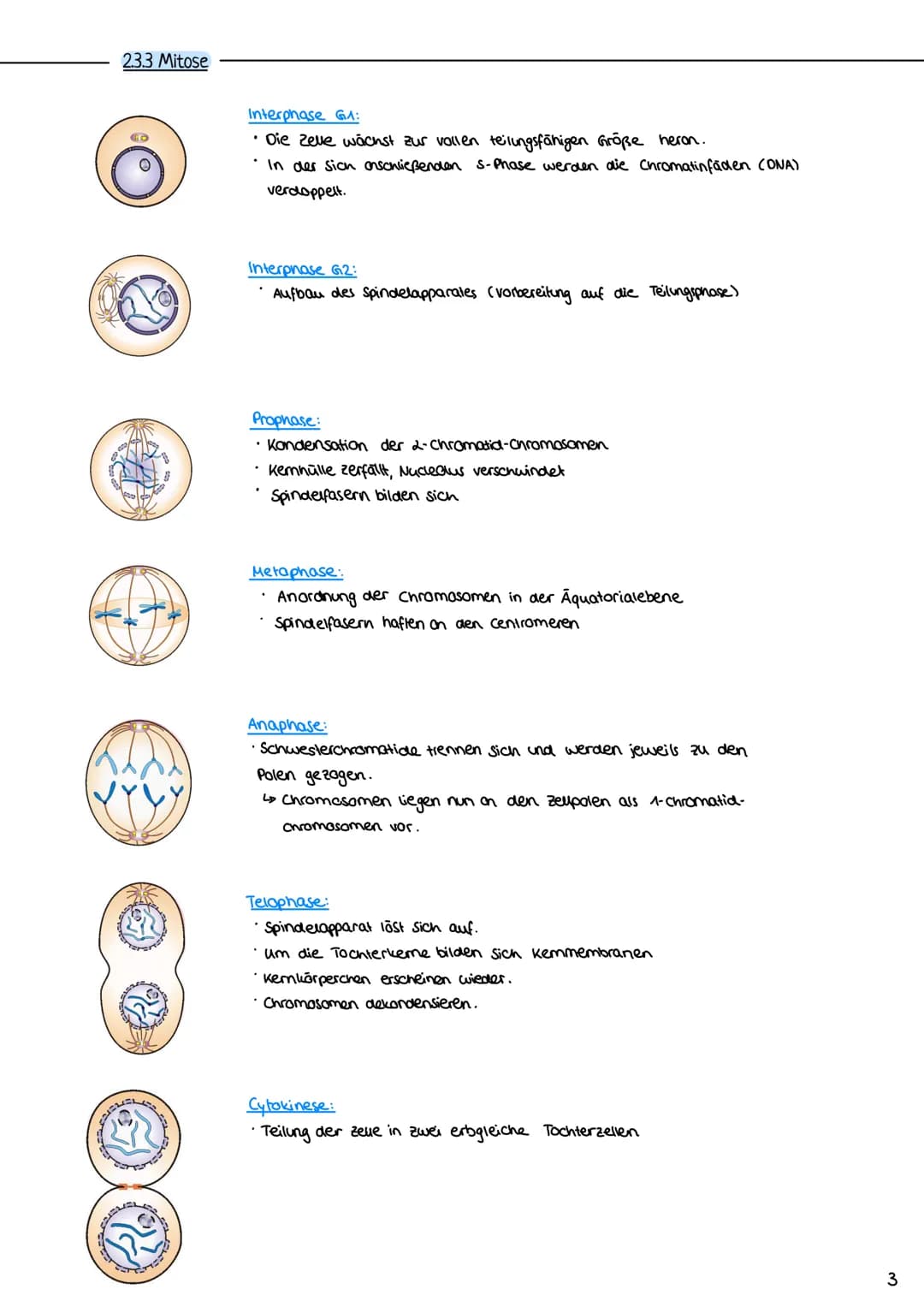 2.3 Zellzyklus
2.3.1 Der Zellzyklus
G₂-Phase:
Genetik
Proteinbiosynthese
• Vorbereitung auf
die Mitose
• 202c
S-Phase:
ONA-Replikation
Anfan