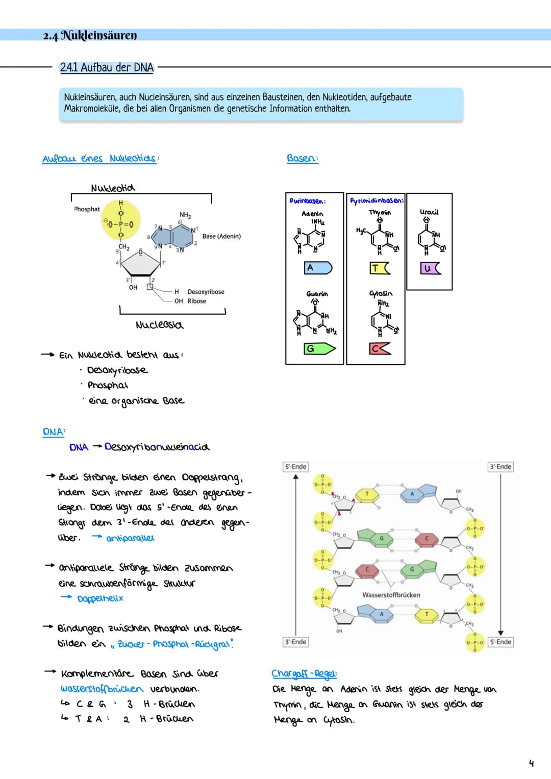 2.3 Zellzyklus
2.3.1 Der Zellzyklus
G₂-Phase:
Genetik
Proteinbiosynthese
• Vorbereitung auf
die Mitose
• 202c
S-Phase:
ONA-Replikation
Anfan