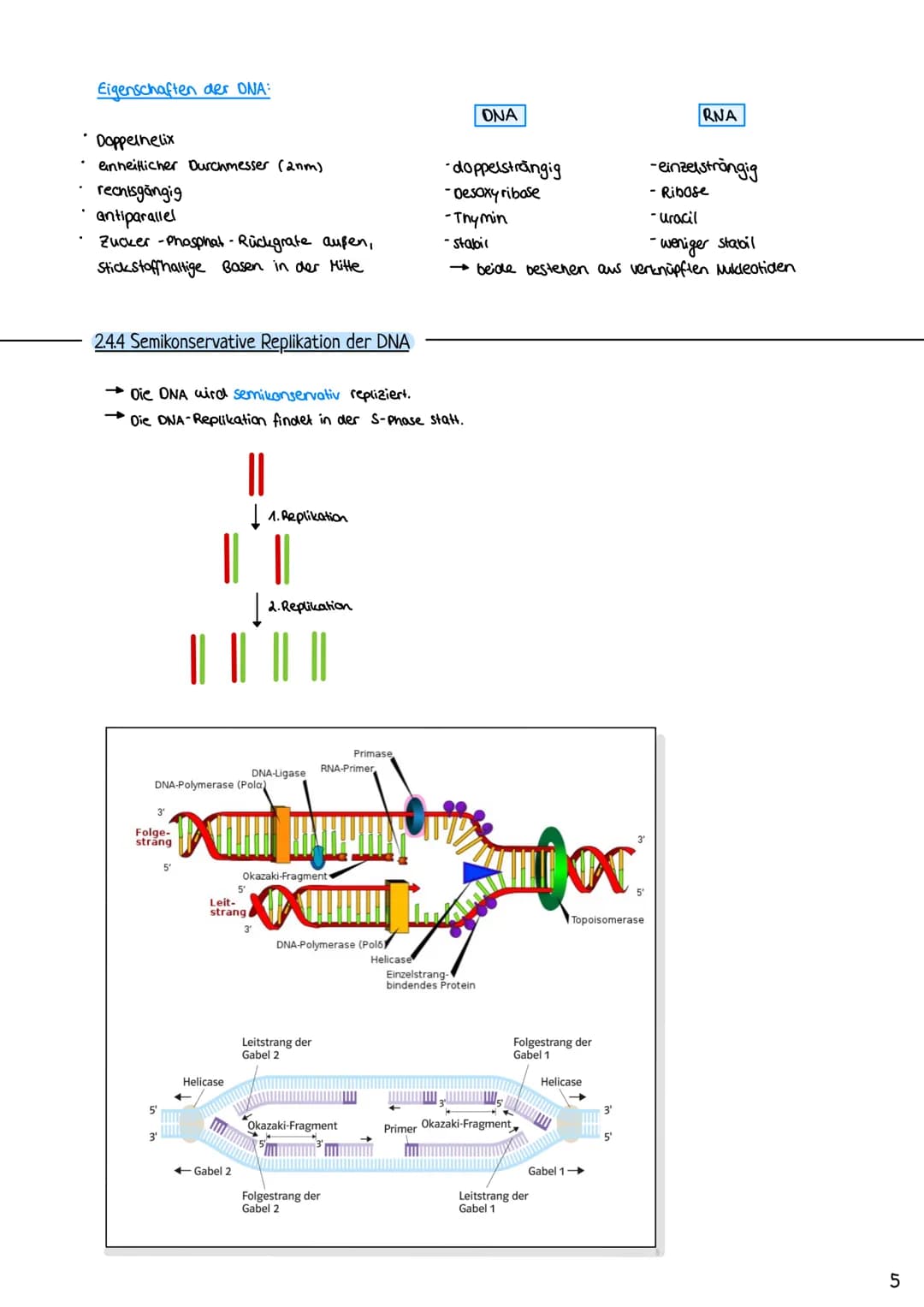 2.3 Zellzyklus
2.3.1 Der Zellzyklus
G₂-Phase:
Genetik
Proteinbiosynthese
• Vorbereitung auf
die Mitose
• 202c
S-Phase:
ONA-Replikation
Anfan