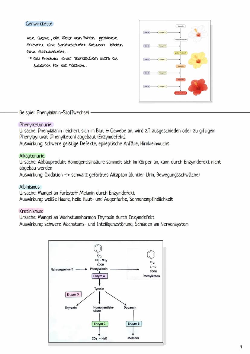 2.3 Zellzyklus
2.3.1 Der Zellzyklus
G₂-Phase:
Genetik
Proteinbiosynthese
• Vorbereitung auf
die Mitose
• 202c
S-Phase:
ONA-Replikation
Anfan