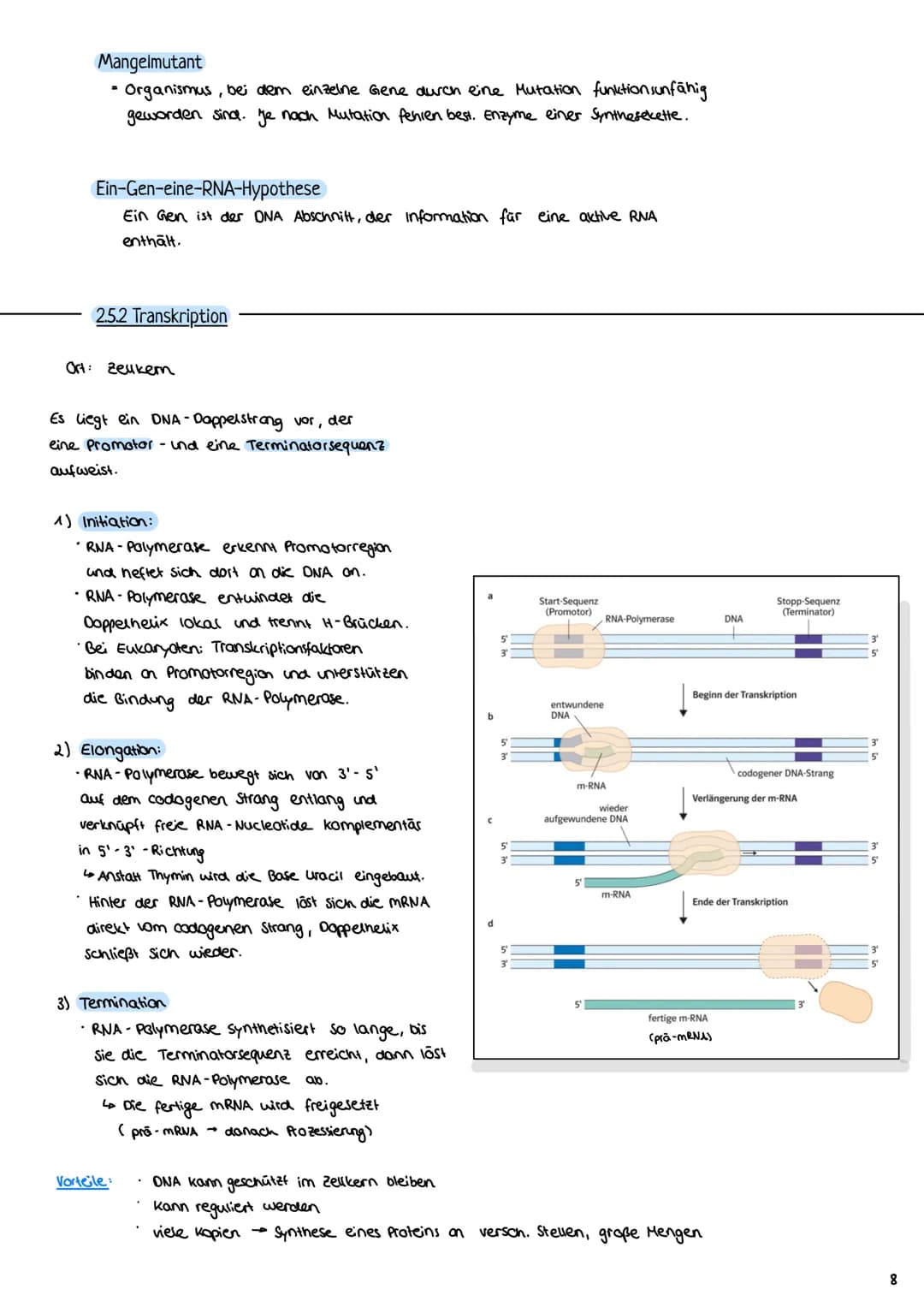 2.3 Zellzyklus
2.3.1 Der Zellzyklus
G₂-Phase:
Genetik
Proteinbiosynthese
• Vorbereitung auf
die Mitose
• 202c
S-Phase:
ONA-Replikation
Anfan