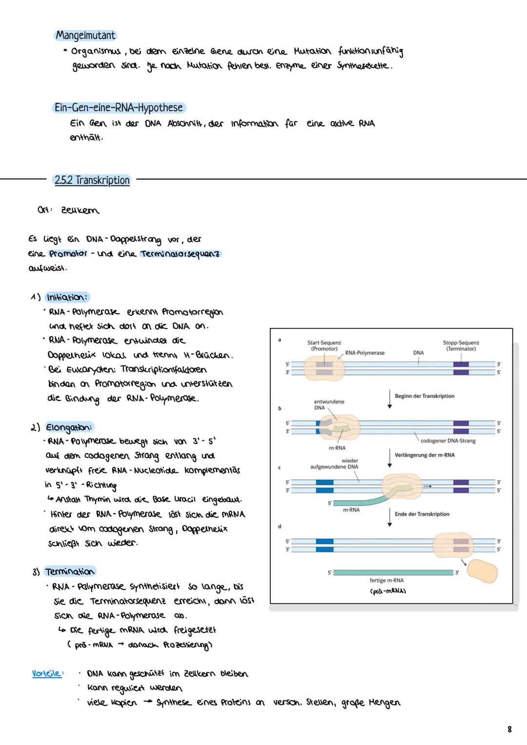 2.3 Zellzyklus
2.3.1 Der Zellzyklus
G₂-Phase:
Genetik
Proteinbiosynthese
• Vorbereitung auf
die Mitose
• 202c
S-Phase:
ONA-Replikation
Anfan