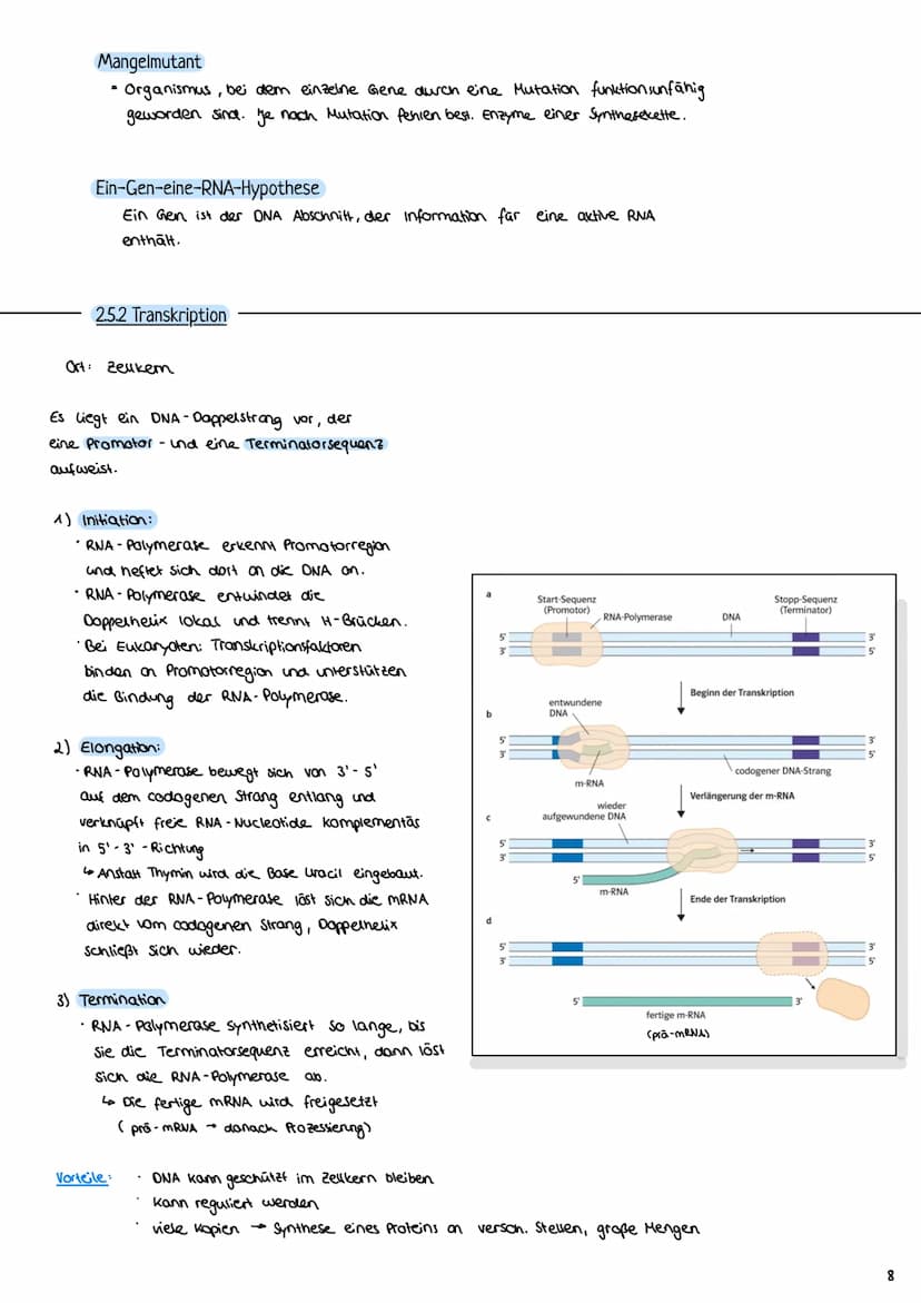 2.3 Zellzyklus
2.3.1 Der Zellzyklus
G₂-Phase:
Genetik
Proteinbiosynthese
• Vorbereitung auf
die Mitose
• 202c
S-Phase:
ONA-Replikation
Anfan