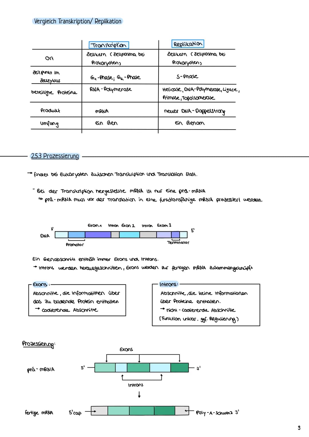 2.3 Zellzyklus
2.3.1 Der Zellzyklus
G₂-Phase:
Genetik
Proteinbiosynthese
• Vorbereitung auf
die Mitose
• 202c
S-Phase:
ONA-Replikation
Anfan