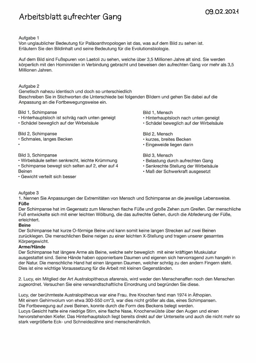 Arbeitsblatt aufrechter Gang
Aufgabe 1
Von unglaublicher Bedeutung für Paläoanthropologen ist das, was auf dem Bild zu sehen ist.
Erläutern 